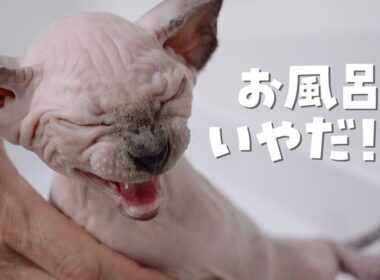 鳴き声可愛すぎw初めてのお風呂がイヤイヤな子猫【スフィンクス猫】