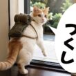W杯の予想が外れてしまったので旅に出てしまう猫