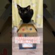 マイホーム🏠黒猫ボンベイ　#cat #ねこ #ねこのいる暮らし #ねこのいる生活 #ねこ動画 #猫 #猫好きさんと繋がりたい #かわいい #甘えん坊 #癒やし