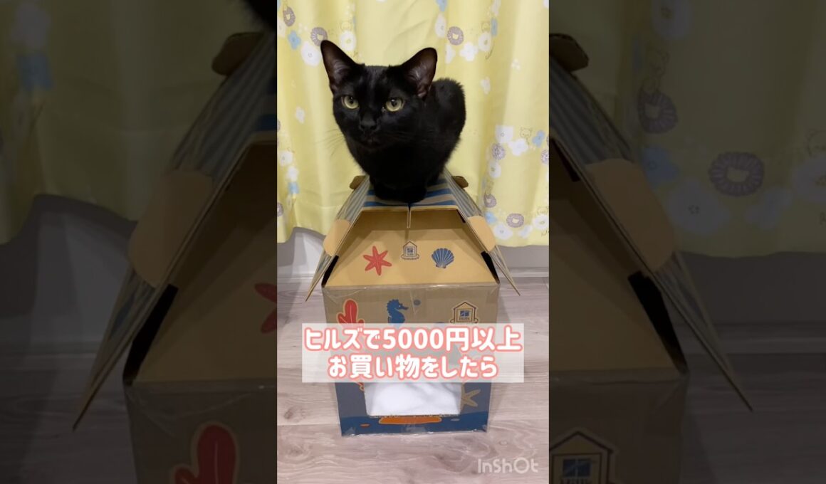 マイホーム🏠黒猫ボンベイ　#cat #ねこ #ねこのいる暮らし #ねこのいる生活 #ねこ動画 #猫 #猫好きさんと繋がりたい #かわいい #甘えん坊 #癒やし