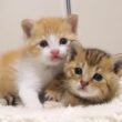 カワイイ鳴き声で赤ちゃん子猫がおじさんに甘えた後は、仲良く眠りにつく茶っくんときーちゃん【赤ちゃん猫　保護猫】