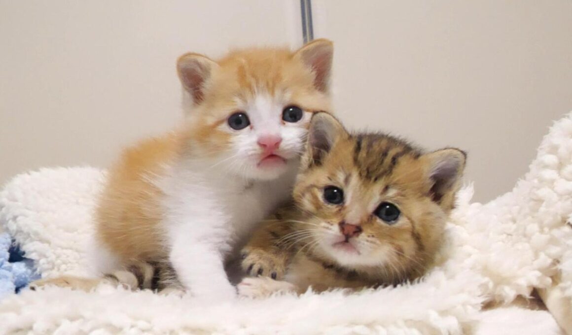 カワイイ鳴き声で赤ちゃん子猫がおじさんに甘えた後は、仲良く眠りにつく茶っくんときーちゃん【赤ちゃん猫　保護猫】