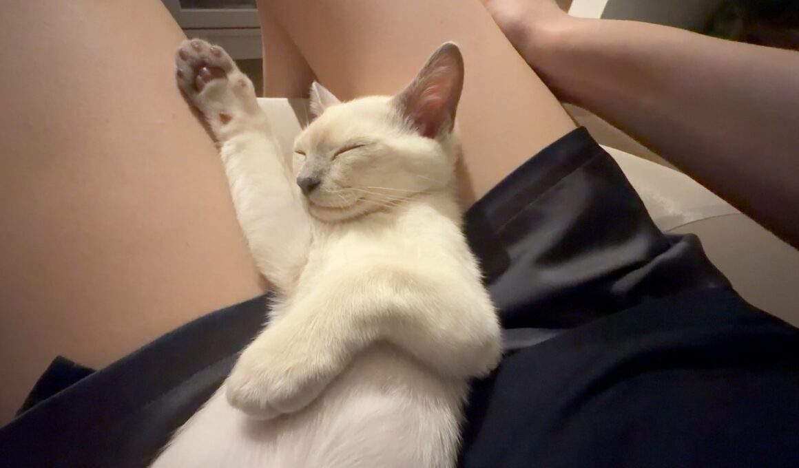 飼い主を寝かしつけるなじ