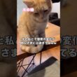 家猫が夫にはゴマをするのに嫁には態度が豹変して強気になる #スコティッシュフォールド #猫 #おしゃべり猫 #shorts