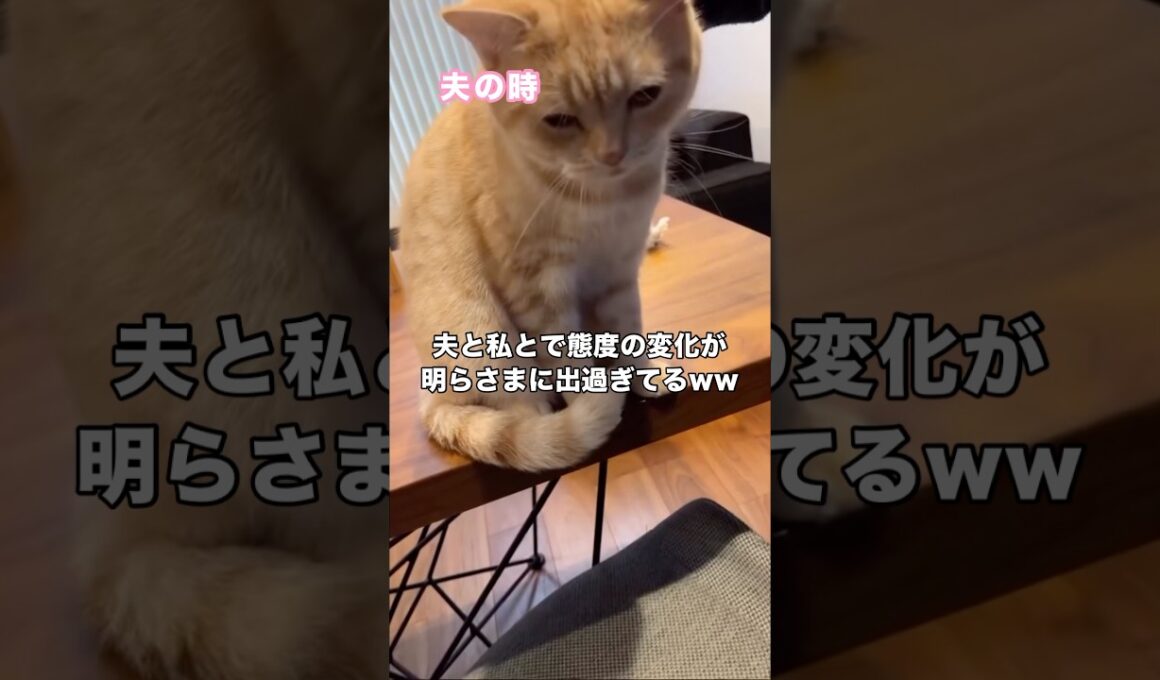 家猫が夫にはゴマをするのに嫁には態度が豹変して強気になる #スコティッシュフォールド #猫 #おしゃべり猫 #shorts