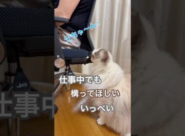 仕事中でも構ってほしいいっぺい😽💕#ラグドール #猫好きさんと繋がりたい #猫のいる暮らし #ねこ動画