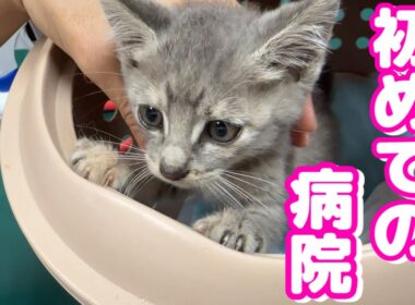 後から保護した子猫を病院へ連れて行った結果…
