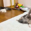 【癒し✨】のんびり過ごすもふ猫たちの日常を眺めようwwwノルウェージャンフォレストキャットとターキッシュアンゴラ