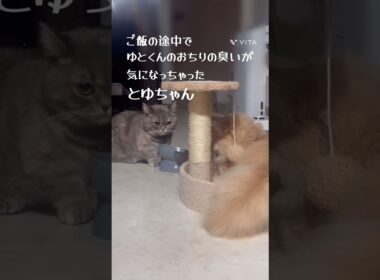 おちりの臭い #マンチカン #ミヌエット #猫