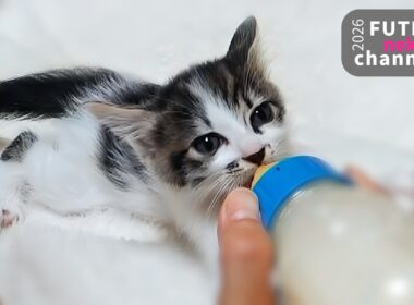 ミルクの誘惑に負けちゃう子猫【保護子猫】