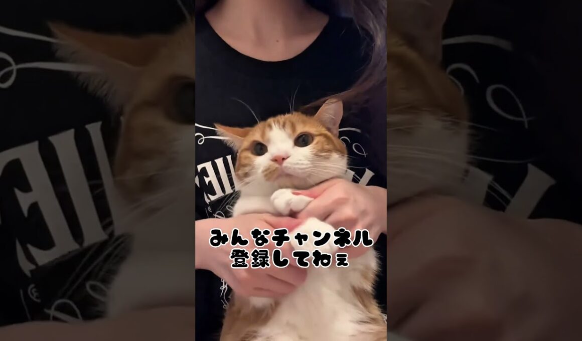 虚無猫マンチカンの顔が可愛いw【リメイク版】  #猫のいる暮らし #猫 #youtubeshorts