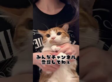 虚無猫マンチカンの顔が可愛いw【リメイク版】  #猫のいる暮らし #猫 #youtubeshorts