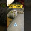 ナーベラルのストック動画②🐈️（無編集）#吹雪