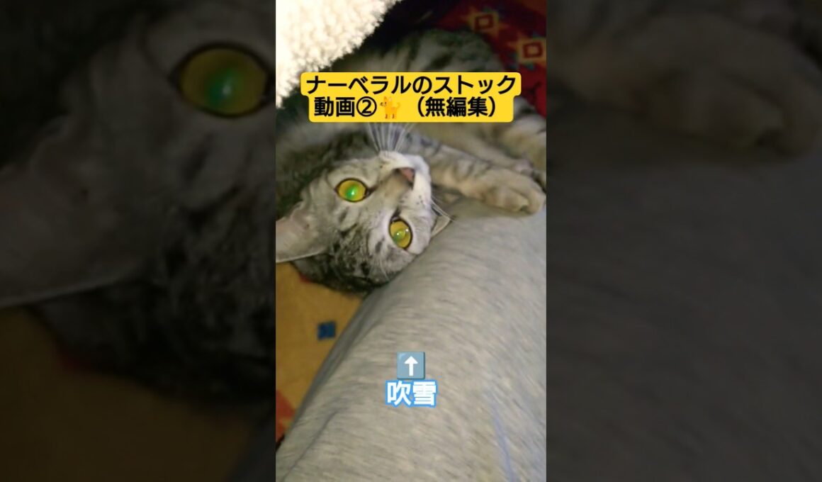 ナーベラルのストック動画②🐈️（無編集）#吹雪