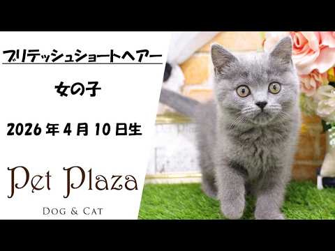 ネコちゃん紹介★ブリティッシュショートヘアー【ペット・プラザ三田店】
