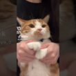 TikTokでバズり中の「虚無猫」ゆきちくんの真顔ダンスが可愛すぎるw㉛#猫のいる暮らし #猫 #youtubeshorts #マンチカン