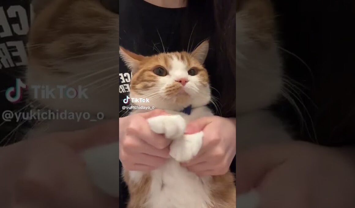 TikTokでバズり中の「虚無猫」ゆきちくんの真顔ダンスが可愛すぎるw㉛#猫のいる暮らし #猫 #youtubeshorts #マンチカン