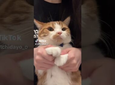 TikTokでバズり中の「虚無猫」ゆきちくんの真顔ダンスが可愛すぎるw㉛#猫のいる暮らし #猫 #youtubeshorts #マンチカン