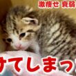 【緊急】カラスに襲われて大泣きしていた子猫を助けてしまいました...