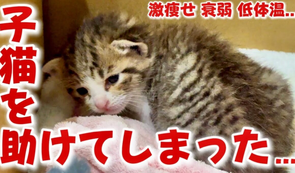 【緊急】カラスに襲われて大泣きしていた子猫を助けてしまいました...