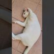 Sleeping in comfort 🤣🥰 #cat #shortvideo #cutecat #animallife