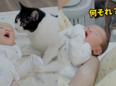 生まれて初めて人間の赤ちゃんに会った猫の反応がこちらです
