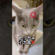 イカ耳の原因は⁉️ #猫 #ロシアンブルー #catshorts #shorts