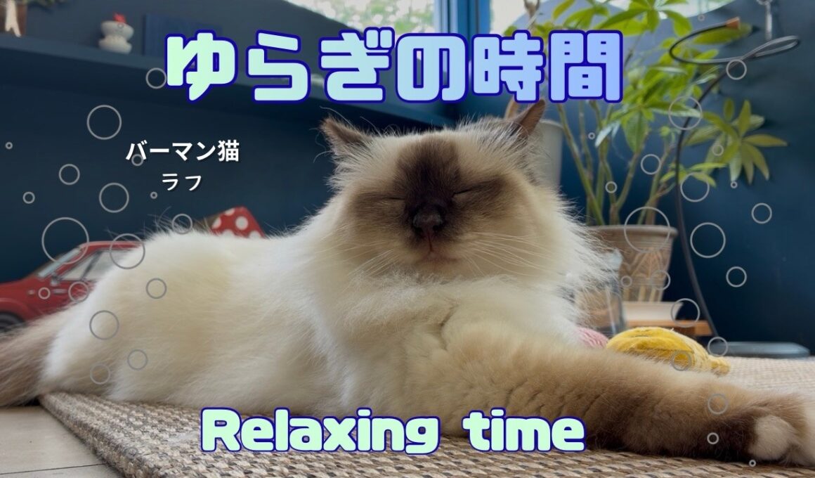 バーマン猫ラフ【ゆらぎの時間】Relaxing time（バーマン猫）Birman/Cat