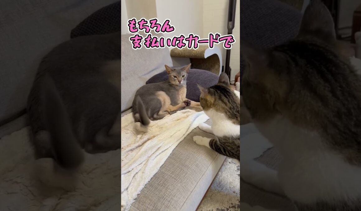 エアペイ？ジャ、イイデスー夏の飲み会編 #shorts #猫 #子猫