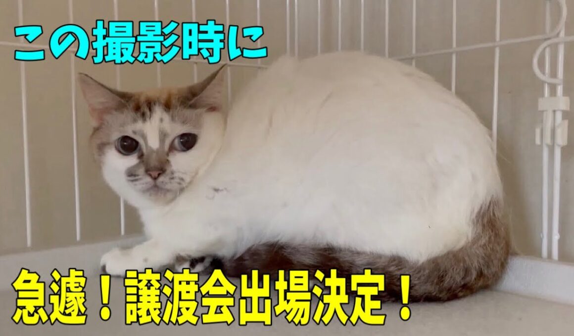 61多頭崩壊っ子をご紹介するつもりがまさかの展開になりました
