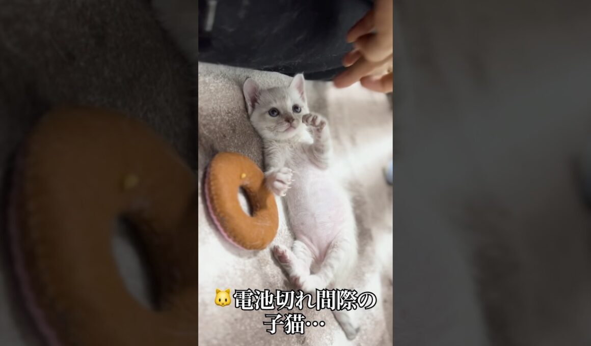 🐱変なタイミングで寝落ちをする子猫💤   #cat #kitten #猫 #子猫 #ねこ #こねこ #保護猫 #shorts  #猫のいる暮らし