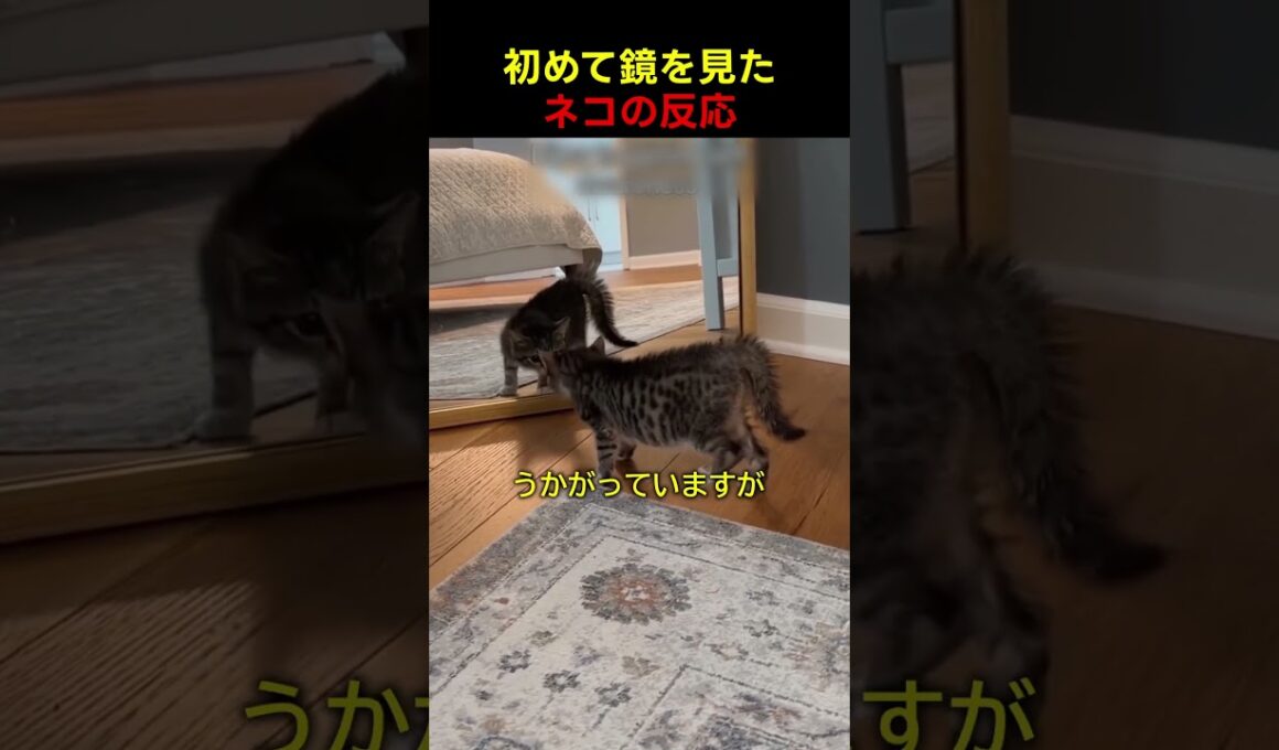 初めて鏡を見た子猫が大パニック！