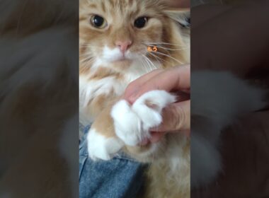 突然豹変クレーマー #メインクーン #cat #猫のいる暮らし