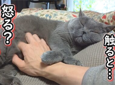 【保護猫】眠たいブリティッシュショートヘアのお腹触ると怒る？怒らない？【ねこのいる暮らし】