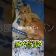 原因不明の茶白の子猫ちゃん