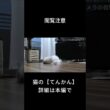【閲覧注意】猫のてんかん発作映像 　#shorts #ペルシャ猫 #子猫 #猫のいる暮らし