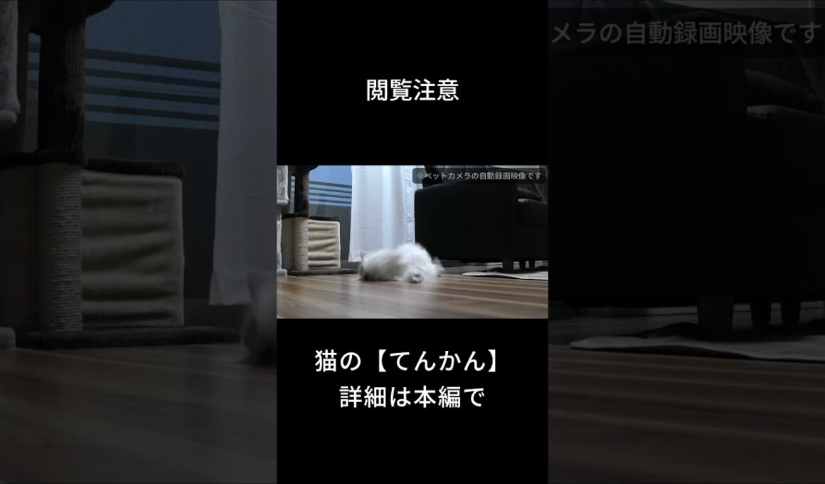 【閲覧注意】猫のてんかん発作映像 　#shorts #ペルシャ猫 #子猫 #猫のいる暮らし