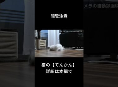 【閲覧注意】猫のてんかん発作映像 　#shorts #ペルシャ猫 #子猫 #猫のいる暮らし