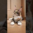 華やかなトービーのメインクーン子猫の柑奈ちゃん