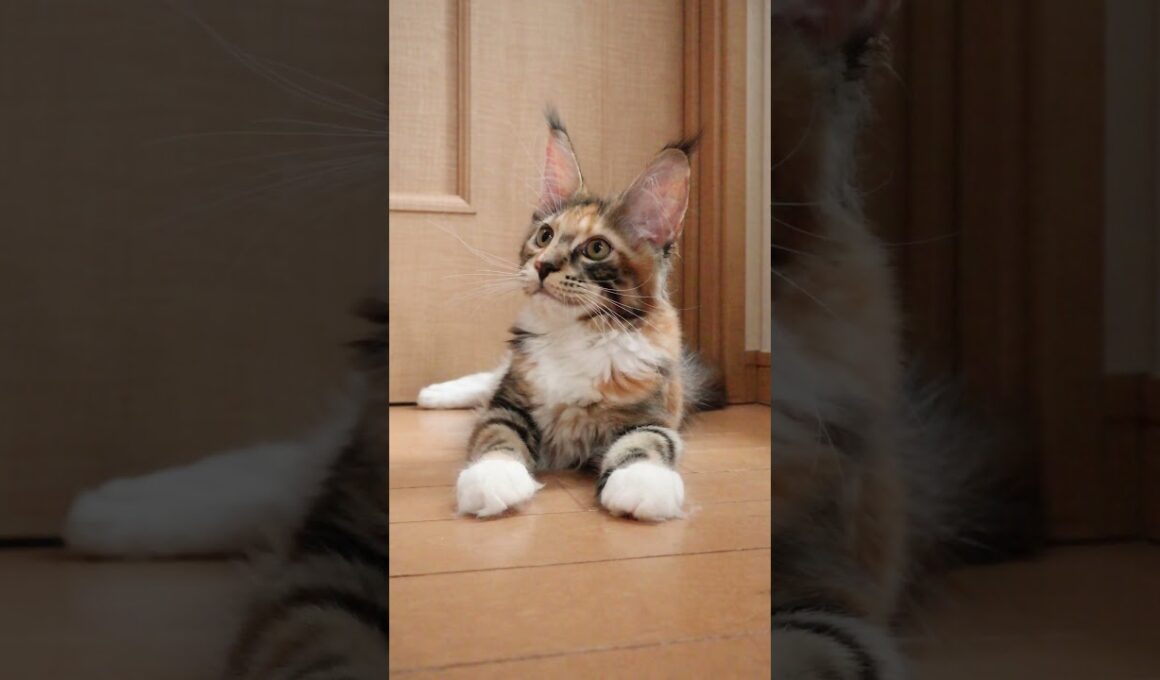 華やかなトービーのメインクーン子猫の柑奈ちゃん