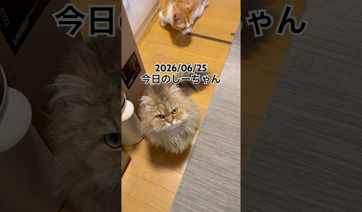 2026/06/25今日のしーちゃん #猫 #ペルシャ #シエル #cat #猫のいる暮らし