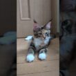 華やかなトービーのメインクーン子猫の柑奈ちゃん