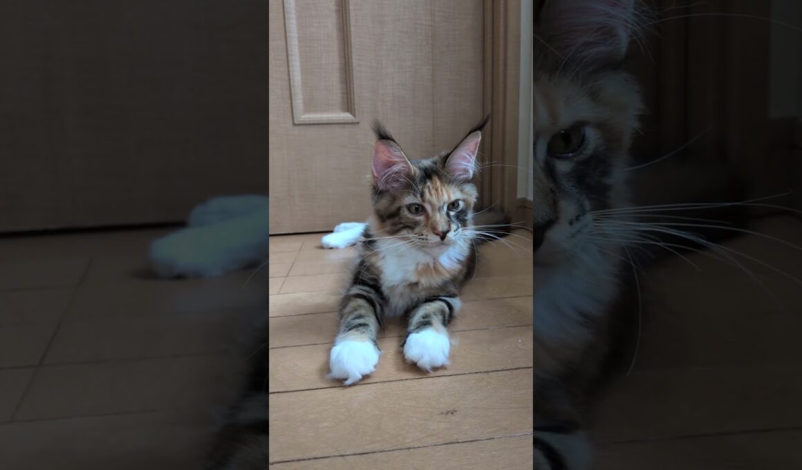 華やかなトービーのメインクーン子猫の柑奈ちゃん