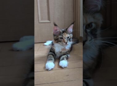 華やかなトービーのメインクーン子猫の柑奈ちゃん