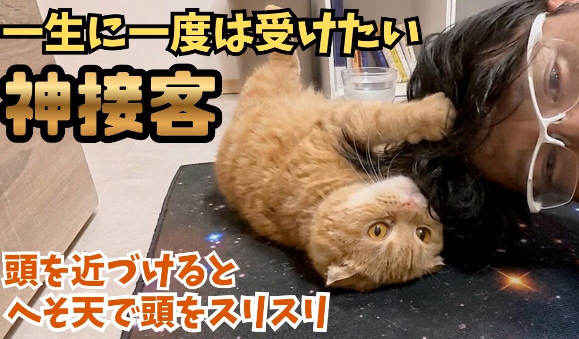 一生に一度は体験したい神接客！ブリーダー廃業のスコティッシュフォールドがへそ天＆頭スリスリで大興奮（保護猫か画f猫の惑星にゃーくる）DIVINE CAT HOSTILITY! CLAIRE'S RUB
