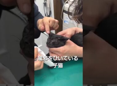 猫風邪をひいている子猫