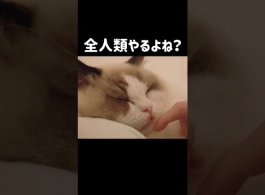 😋 #shorts #子猫 #猫 #ラグドール #甘えん坊猫 #猫のいる暮らし