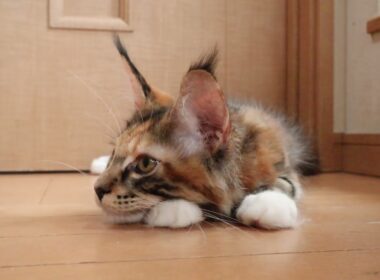 華やかなトービーのメインクーン子猫の柑奈ちゃん