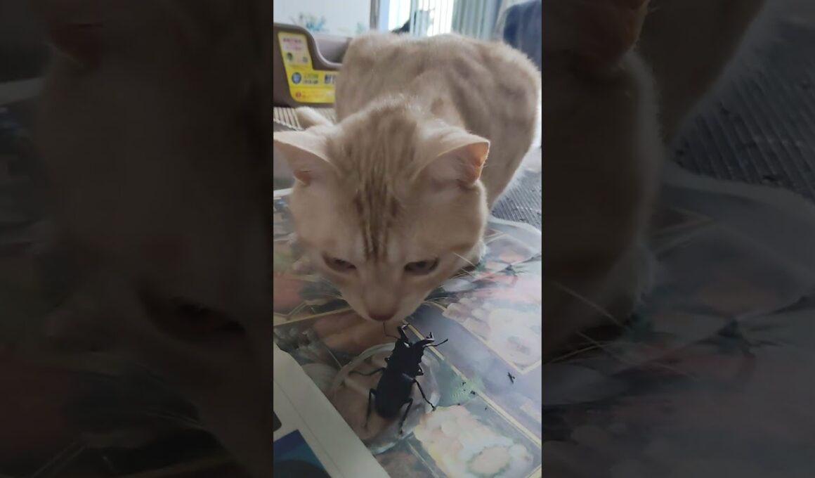 猫とクワガタ君その3😺 #アメリカンショートヘア #cat