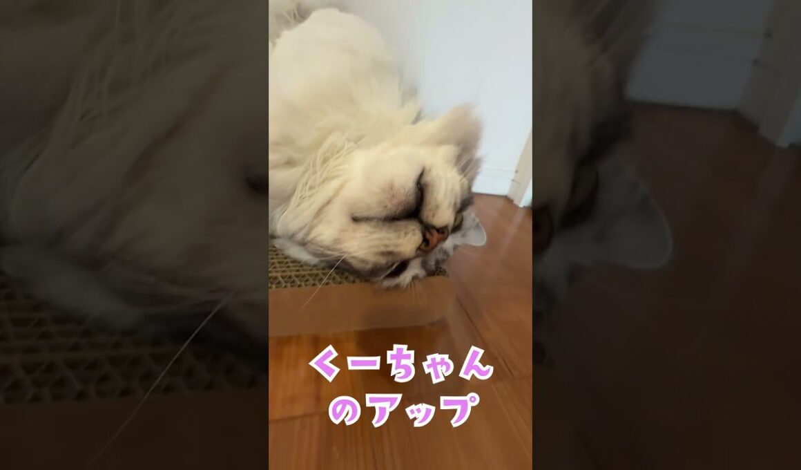 朝送り出してくれる大型猫に迫ったら捕まった#shorts